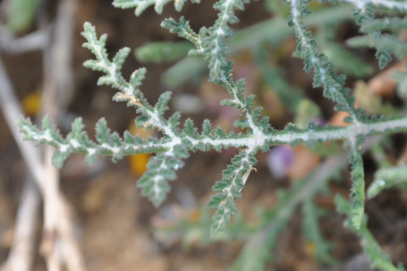 Image of Crupina crupinastrum specimen.