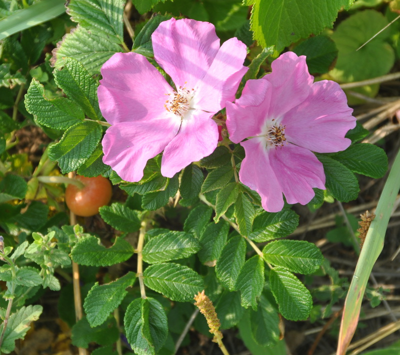 Image of Rosa rugosa specimen.