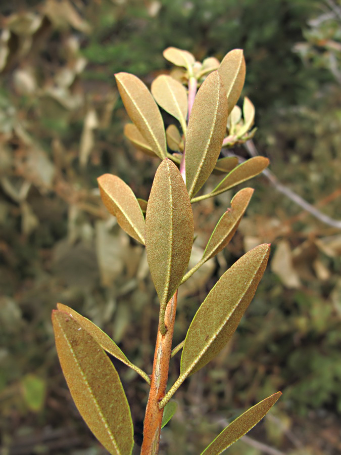 Image of Rhododendron micranthum specimen.