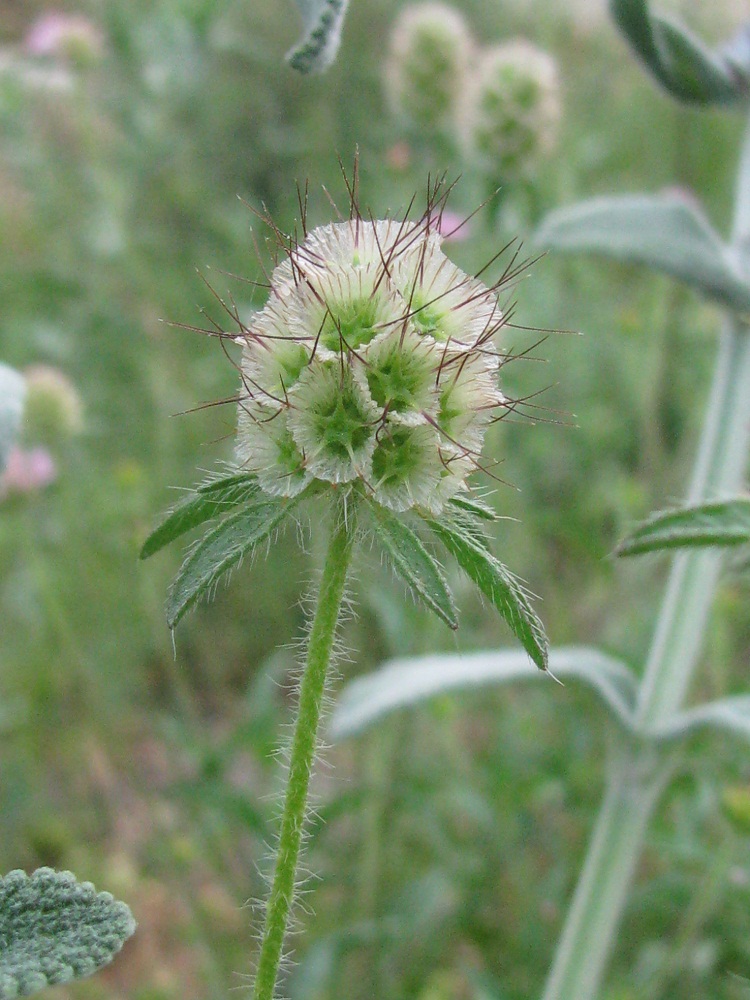 Image of Lomelosia micrantha specimen.