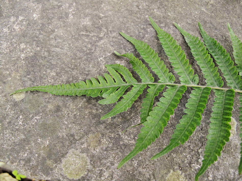 Image of genus Dryopteris specimen.