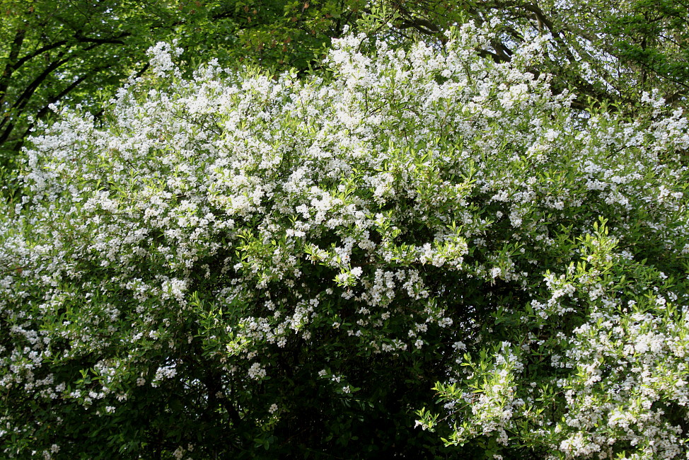 Изображение особи Exochorda racemosa.