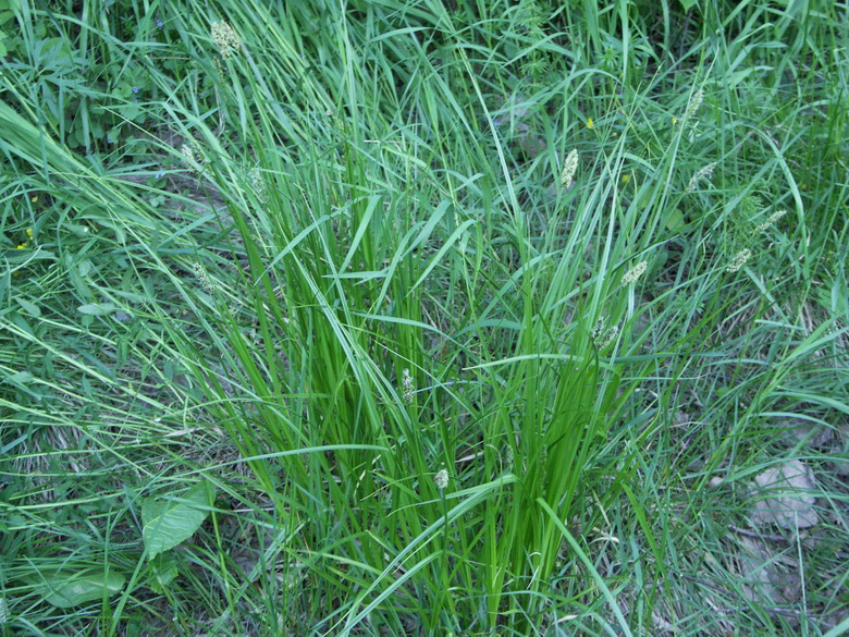 Image of Carex vulpina specimen.