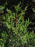 Juniperus foetidissima. Часть ветви. Краснодарский край, м.о. город-курорт Анапа, окр. пос. М. Утриш, прибрежный склон горы, фисташково-можжевеловое редколесье. 28.07.2013.