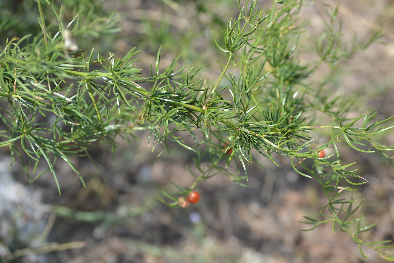 Image of Asparagus verticillatus specimen.