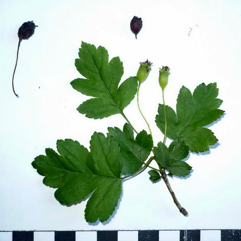 Image of Crataegus microphylla specimen.