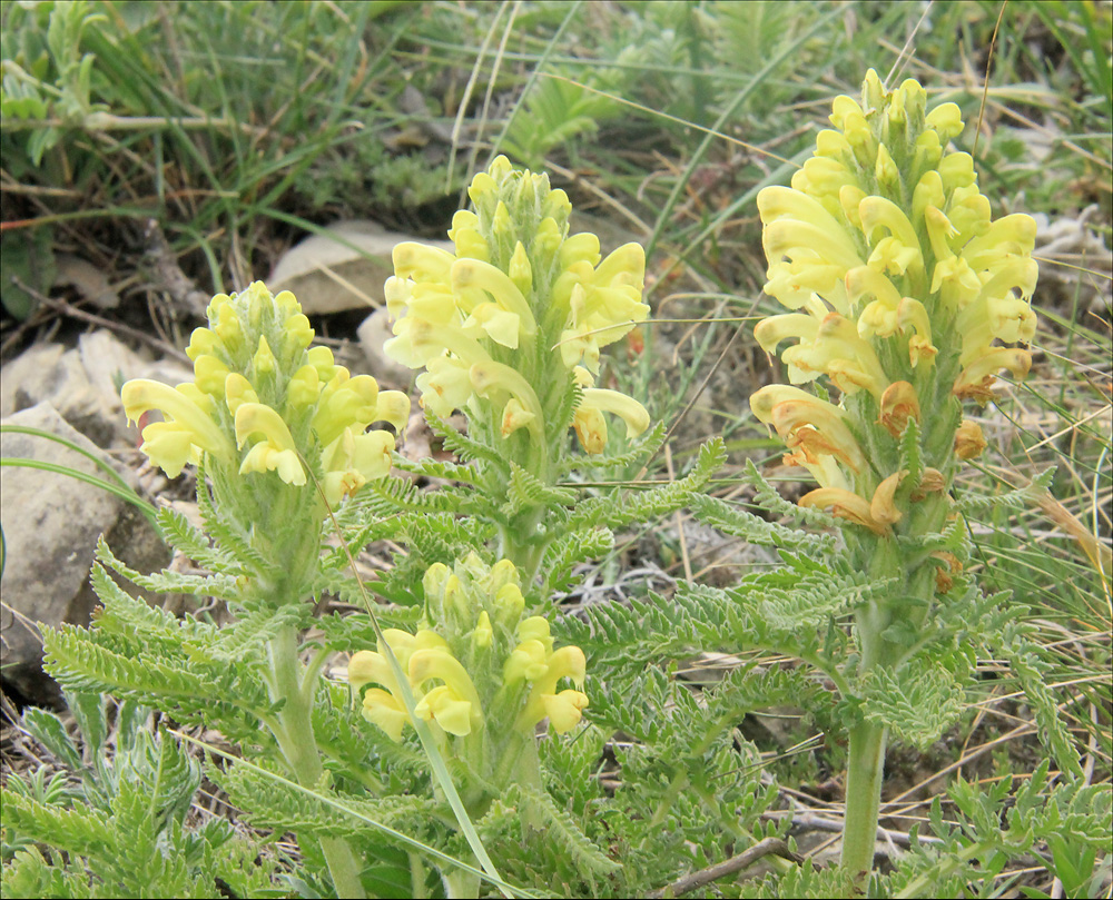 Image of Pedicularis sibthorpii specimen.