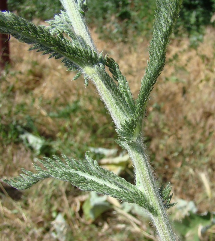 Image of Achillea setacea specimen.