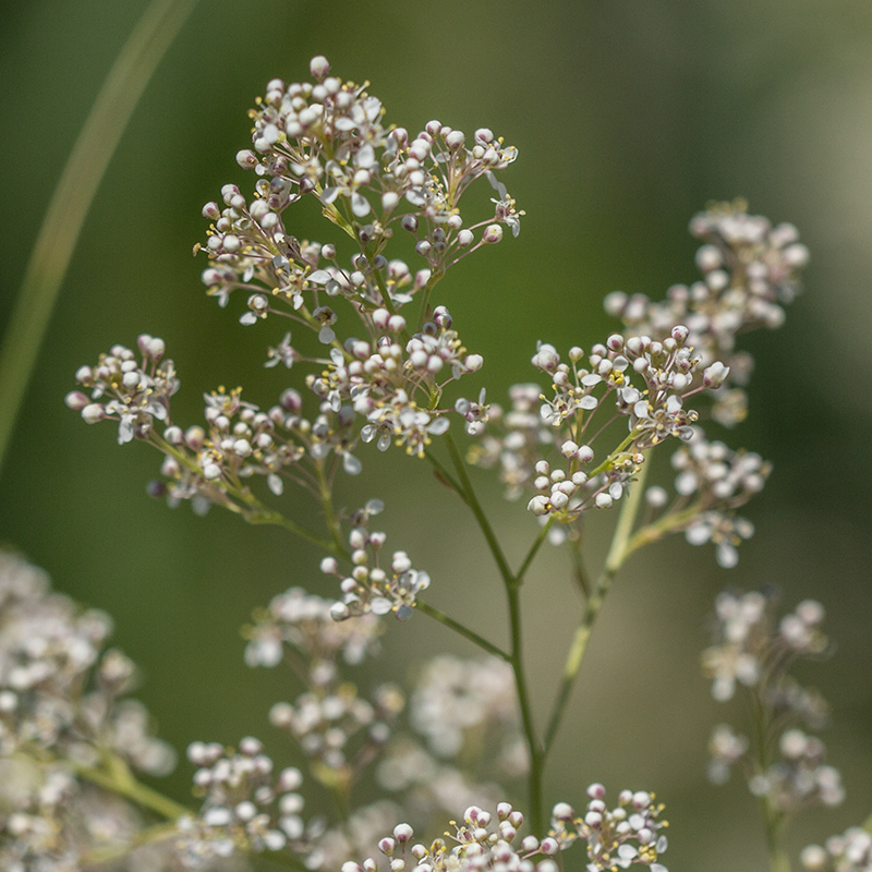 Image of Lepidium latifolium specimen.