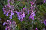 Teucrium chamaedrys