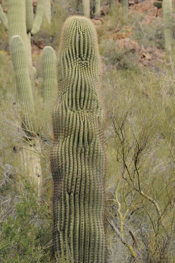 Изображение особи Carnegiea gigantea.