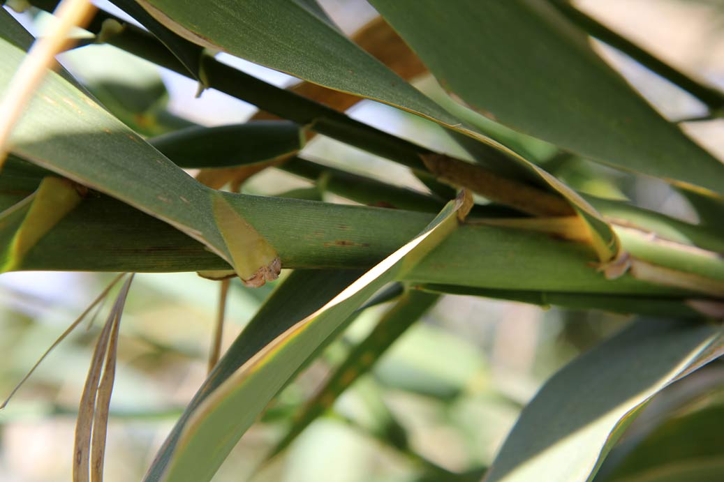 Изображение особи Arundo donax.