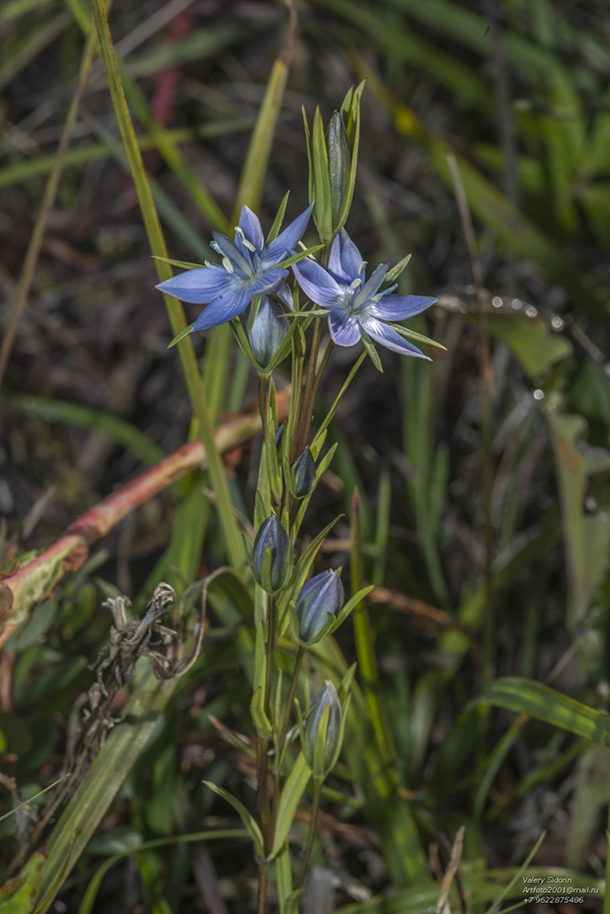 Изображение особи Lomatogonium rotatum.