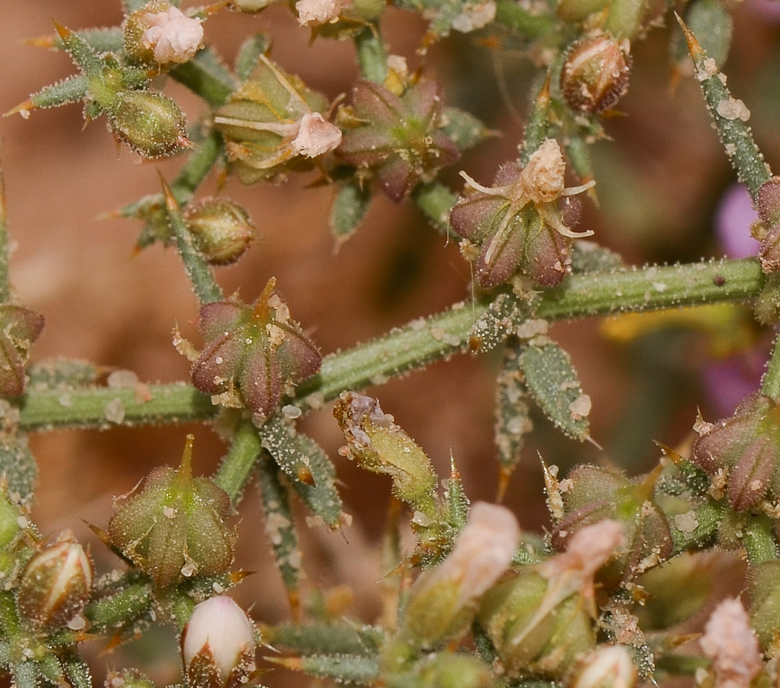 Image of Fagonia glutinosa specimen.