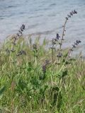 Salvia verbenaca