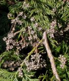 Thuja occidentalis. Ветка с прошлогодними шишками. Германия, г. Дюссельдорф, Ботанический сад университета. 04.05.2014.