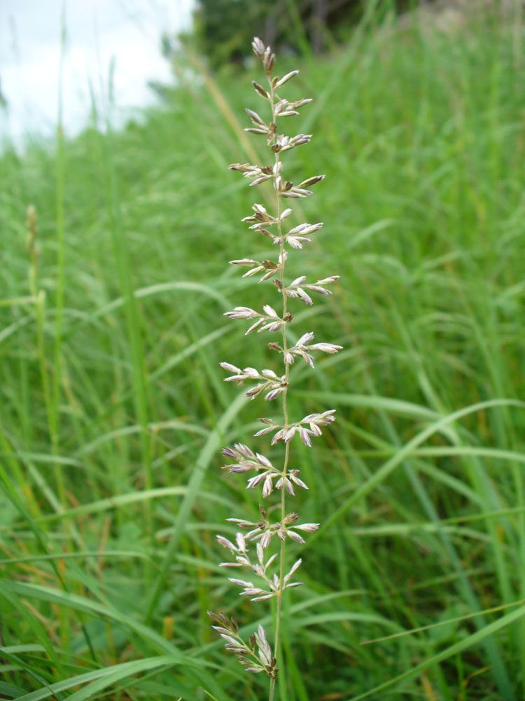 Image of familia Poaceae specimen.