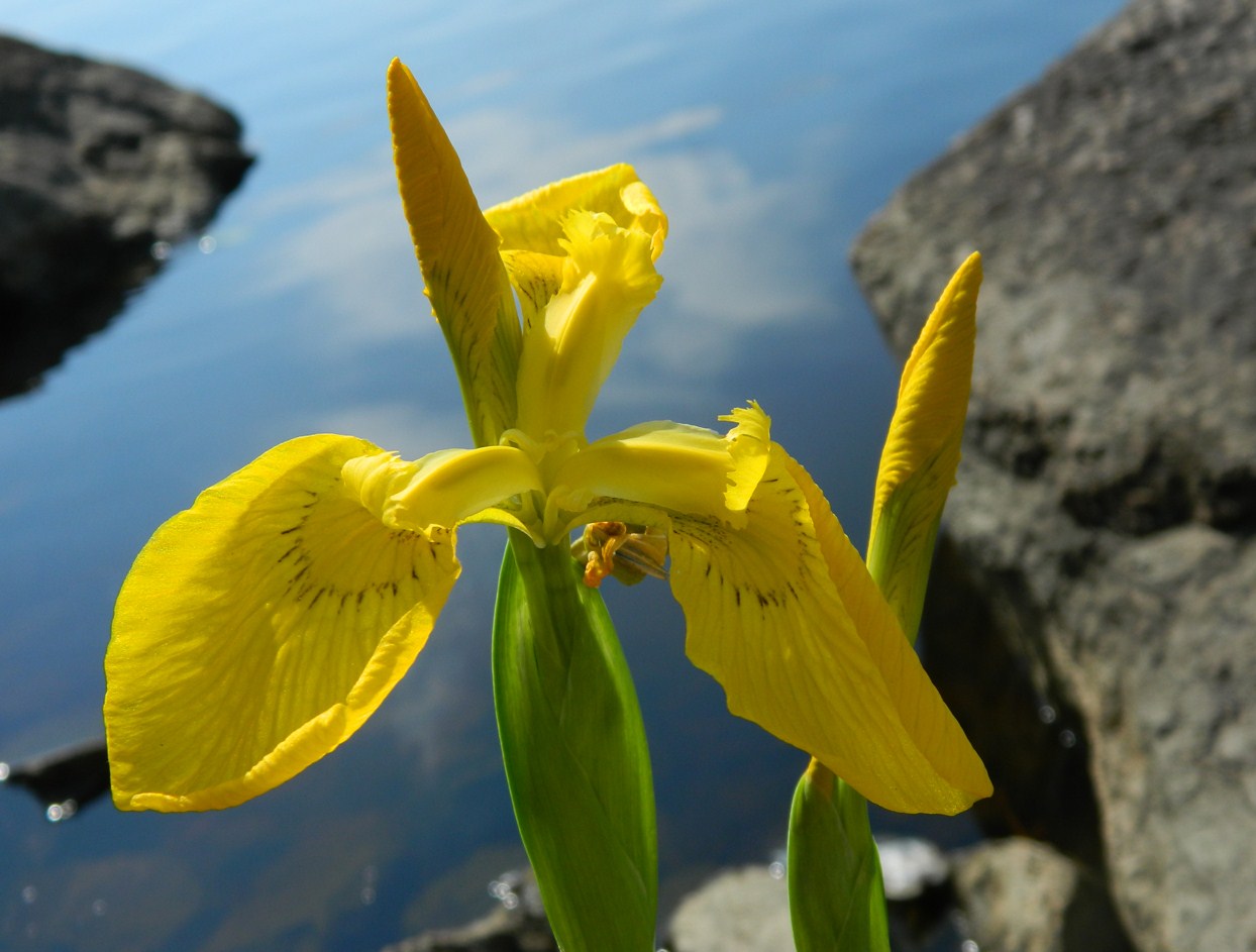 Image of Iris pseudacorus specimen.