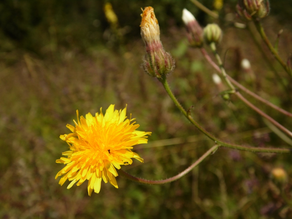 Image of Crepis rhoeadifolia specimen.