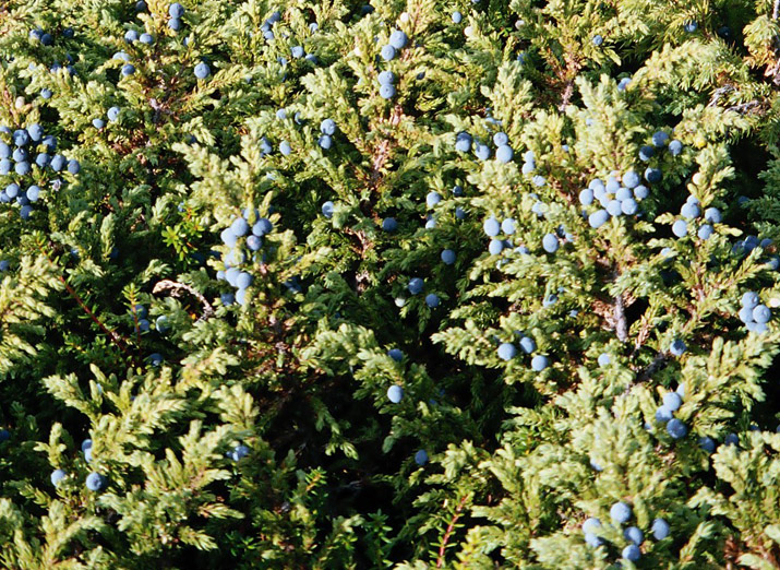 Image of Juniperus sibirica specimen.