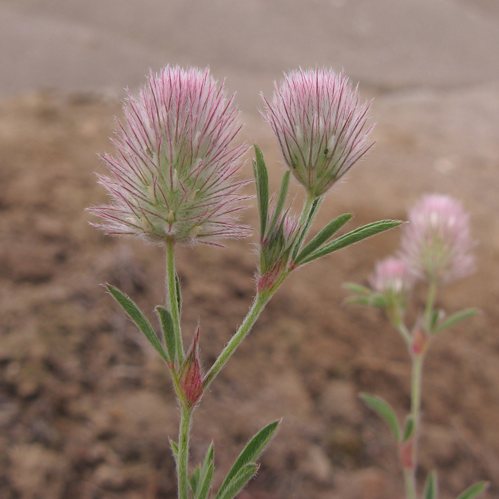 Image of Trifolium arvense specimen.