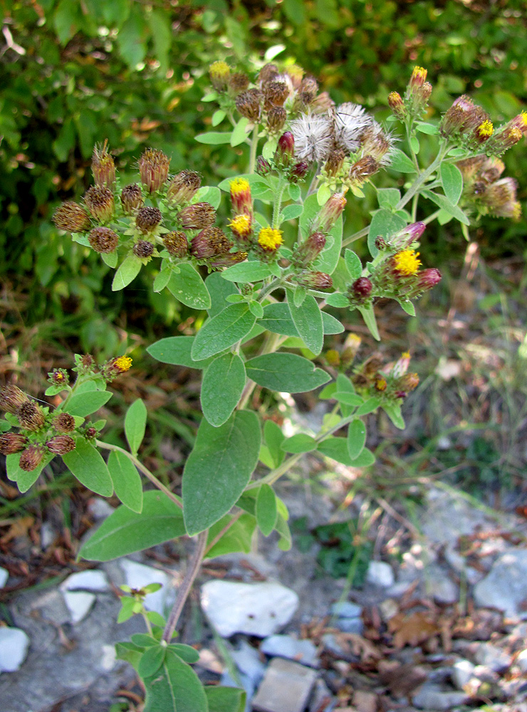 Image of Inula conyza specimen.