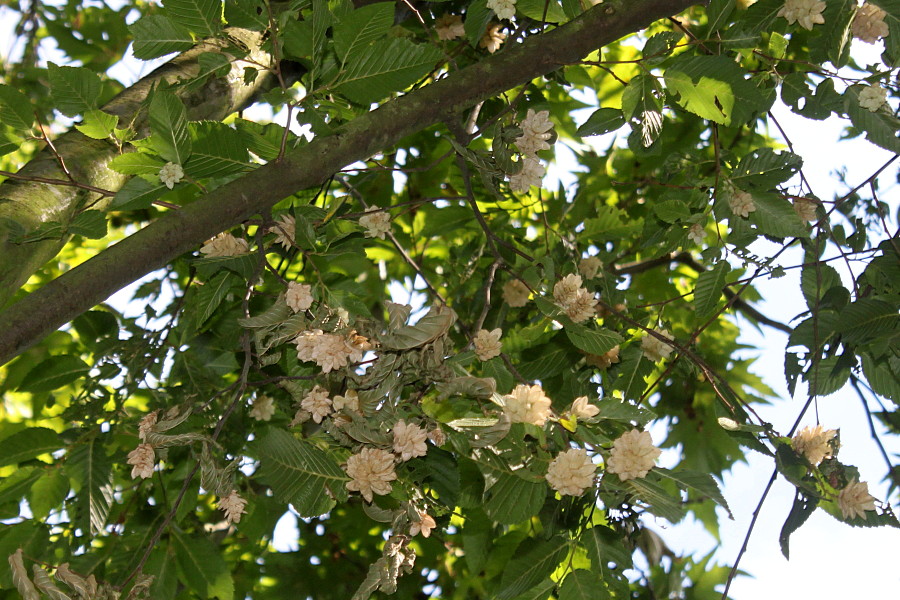 Image of Ostrya carpinifolia specimen.