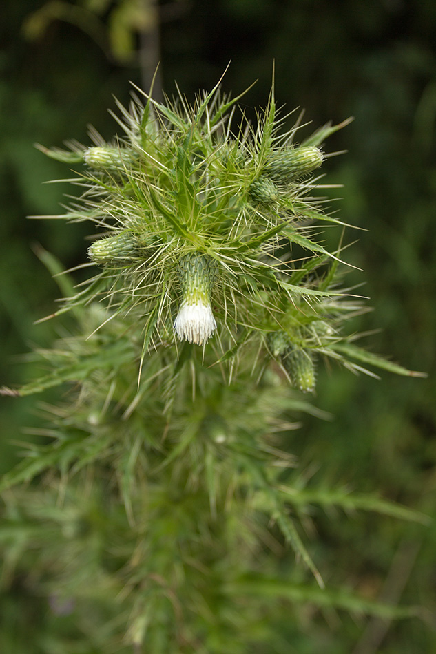 Image of Cirsium candelabrum specimen.