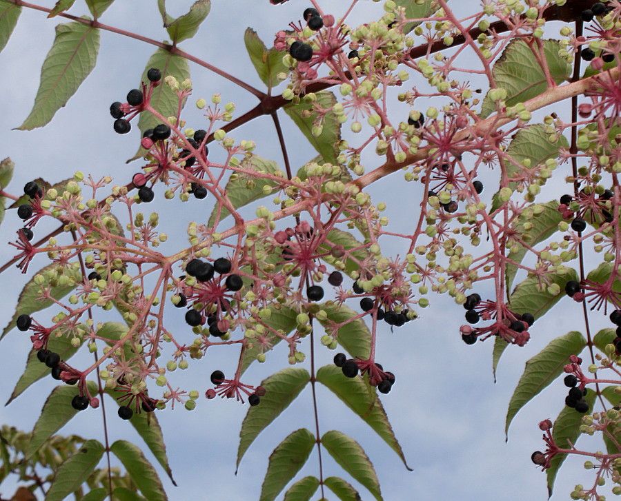 Image of Aralia elata specimen.