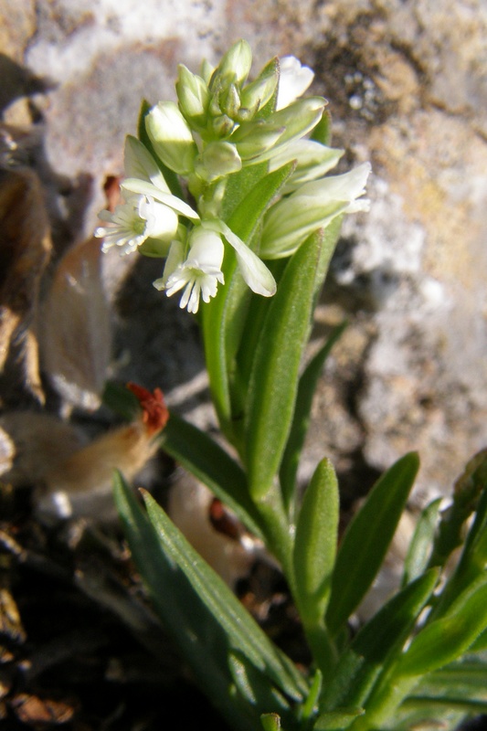 Image of Polygala comosa specimen.