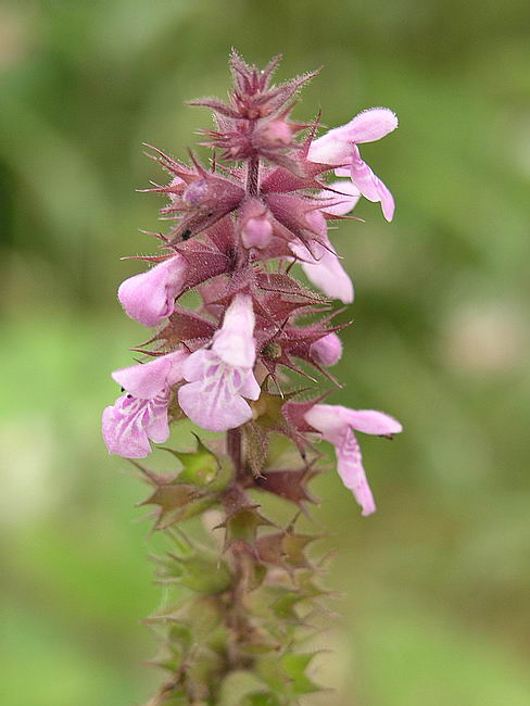 Image of Stachys palustris specimen.