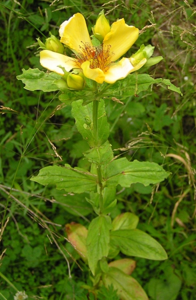 Image of Hypericum ascyron specimen.