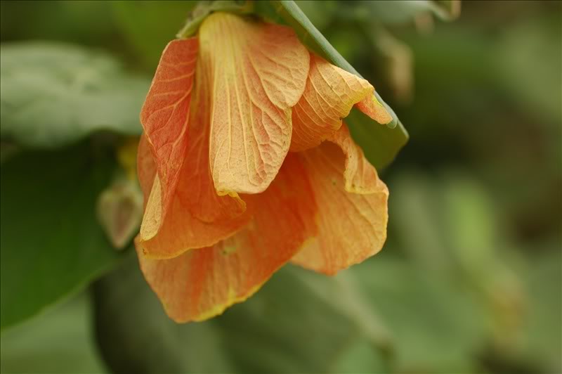 Image of Hibiscus tiliaceus specimen.