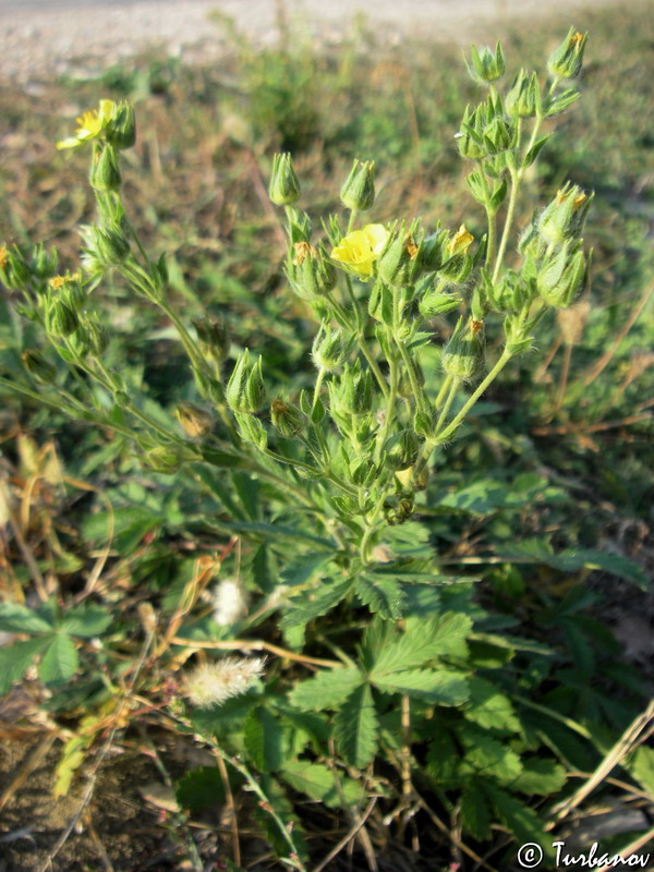 Image of Potentilla callieri specimen.