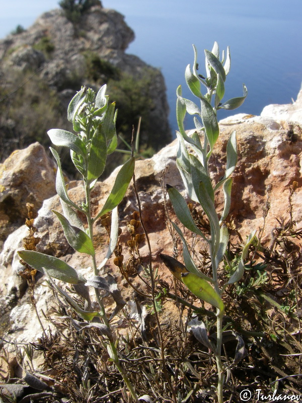 Image of Galatella villosa specimen.