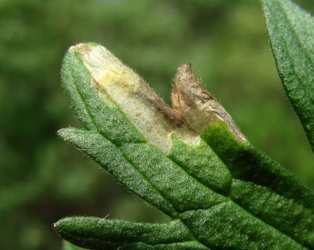 Image of Ranunculus acris specimen.