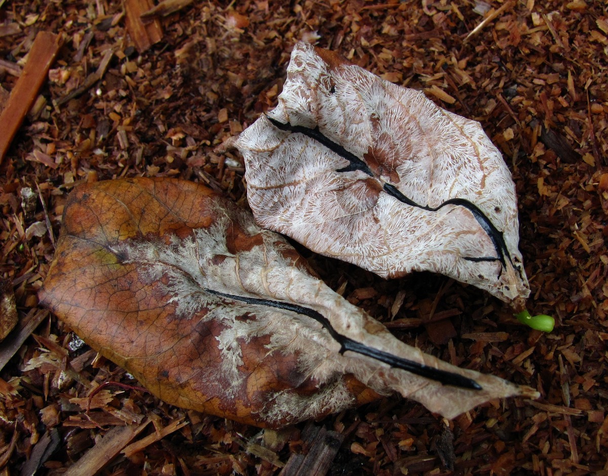 Image of Salix pentandra specimen.