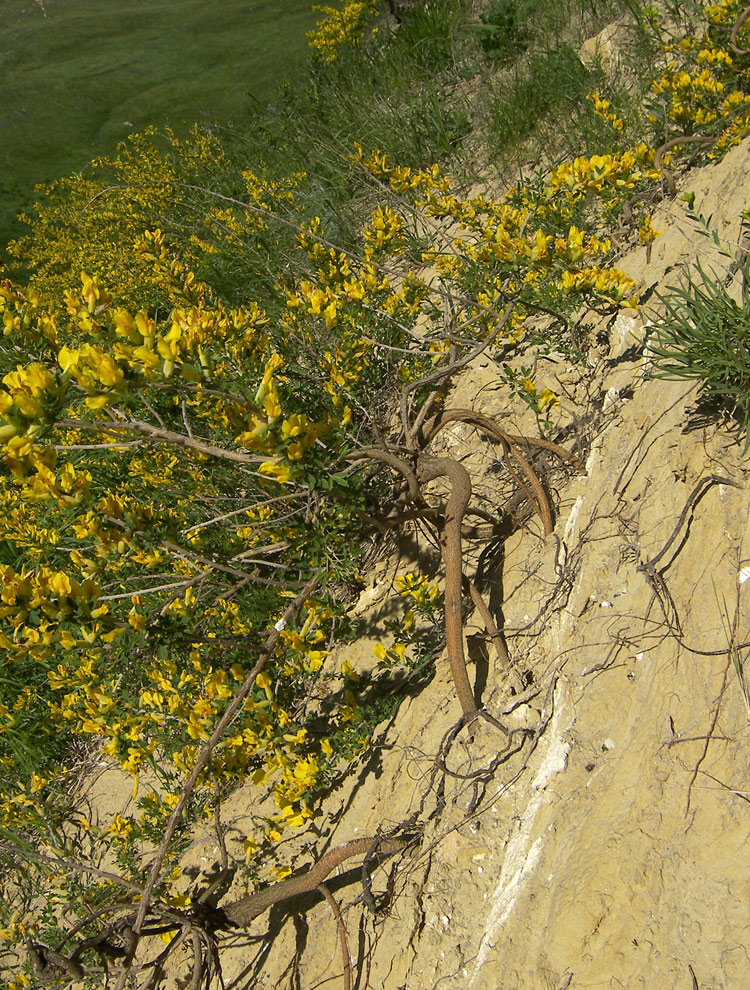 Изображение особи Chamaecytisus ruthenicus.