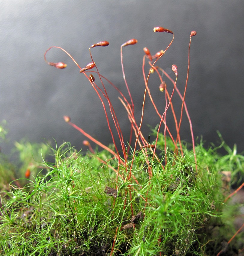 Image of Leptobryum pyriforme specimen.