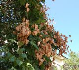 Koelreuteria paniculata