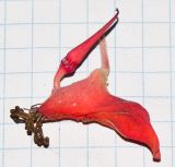 Euphorbia lomelii. Циаций. Израиль, г. Тель-Авив, ботанический сад \"Сад кактусов\". 27.07.2015.