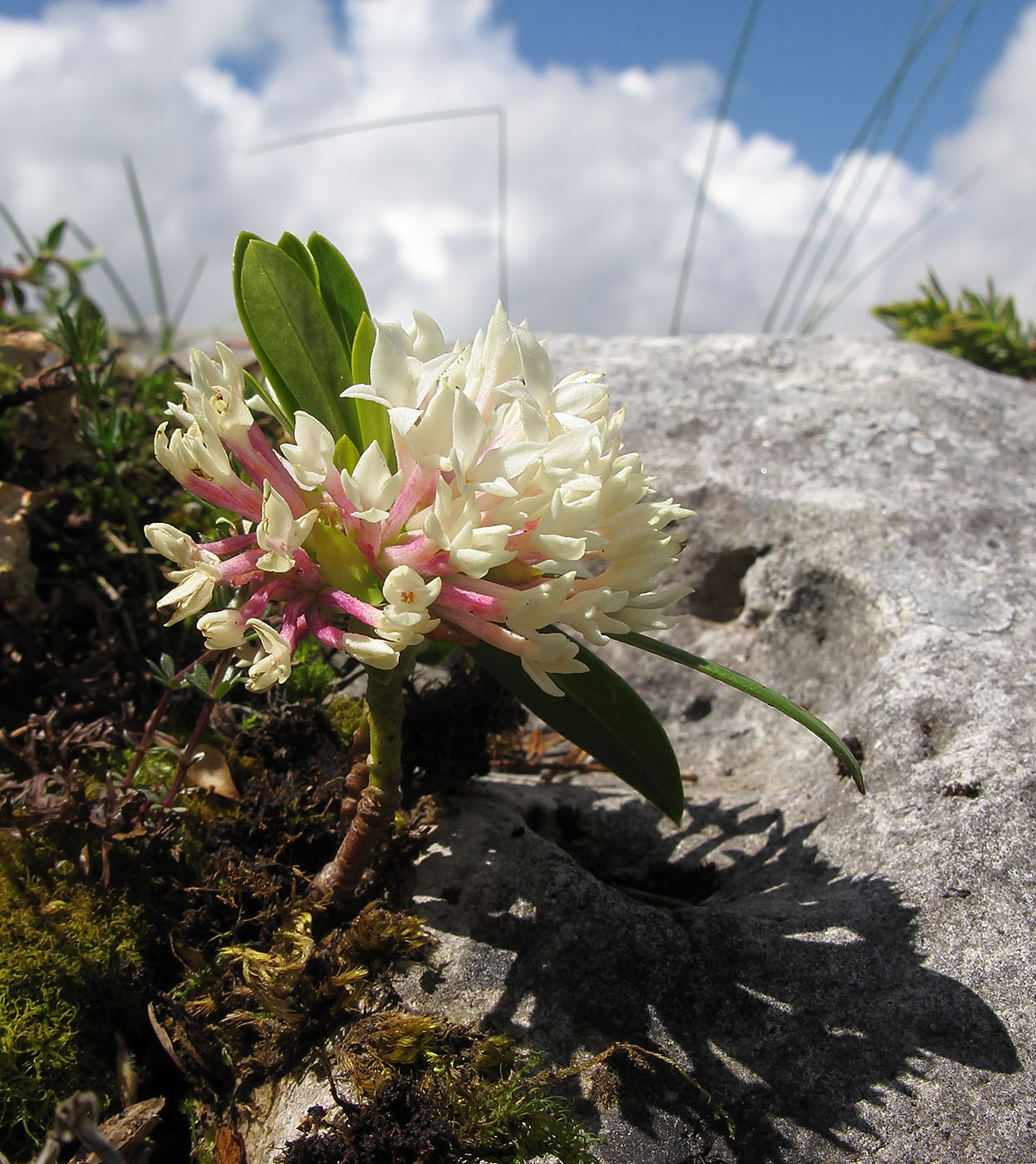 Image of Daphne glomerata specimen.