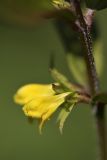 Melampyrum sylvaticum. Цветки. Карельский перешеек, окр. Сертолово. 26.06.2009.