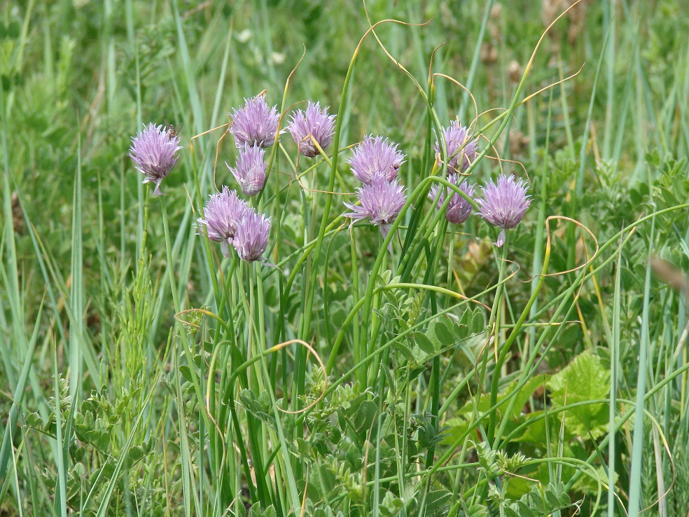 Image of Allium schoenoprasum specimen.