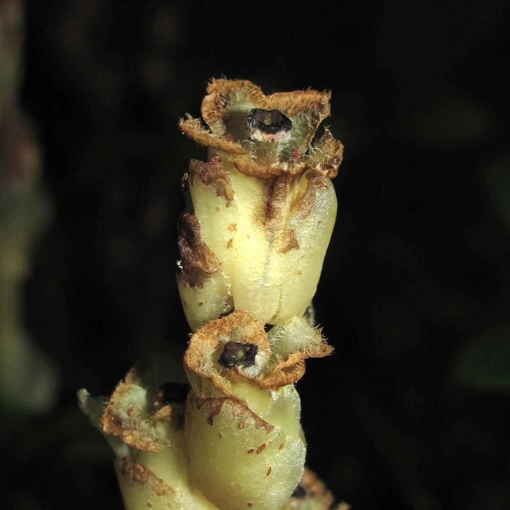 Image of Hypopitys monotropa specimen.