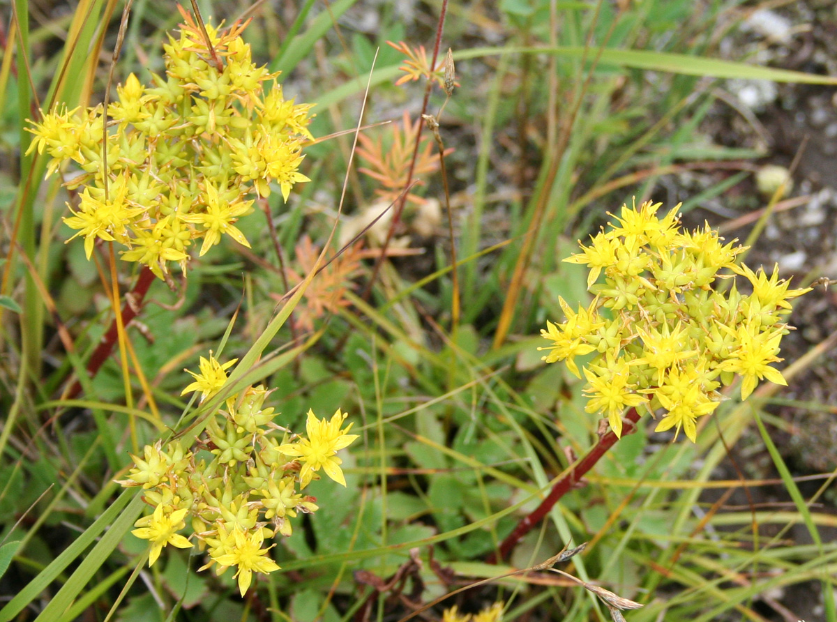 Изображение особи Aizopsis hybrida.