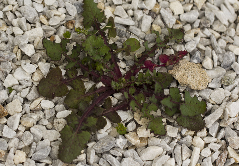 Image of Sonchus oleraceus specimen.