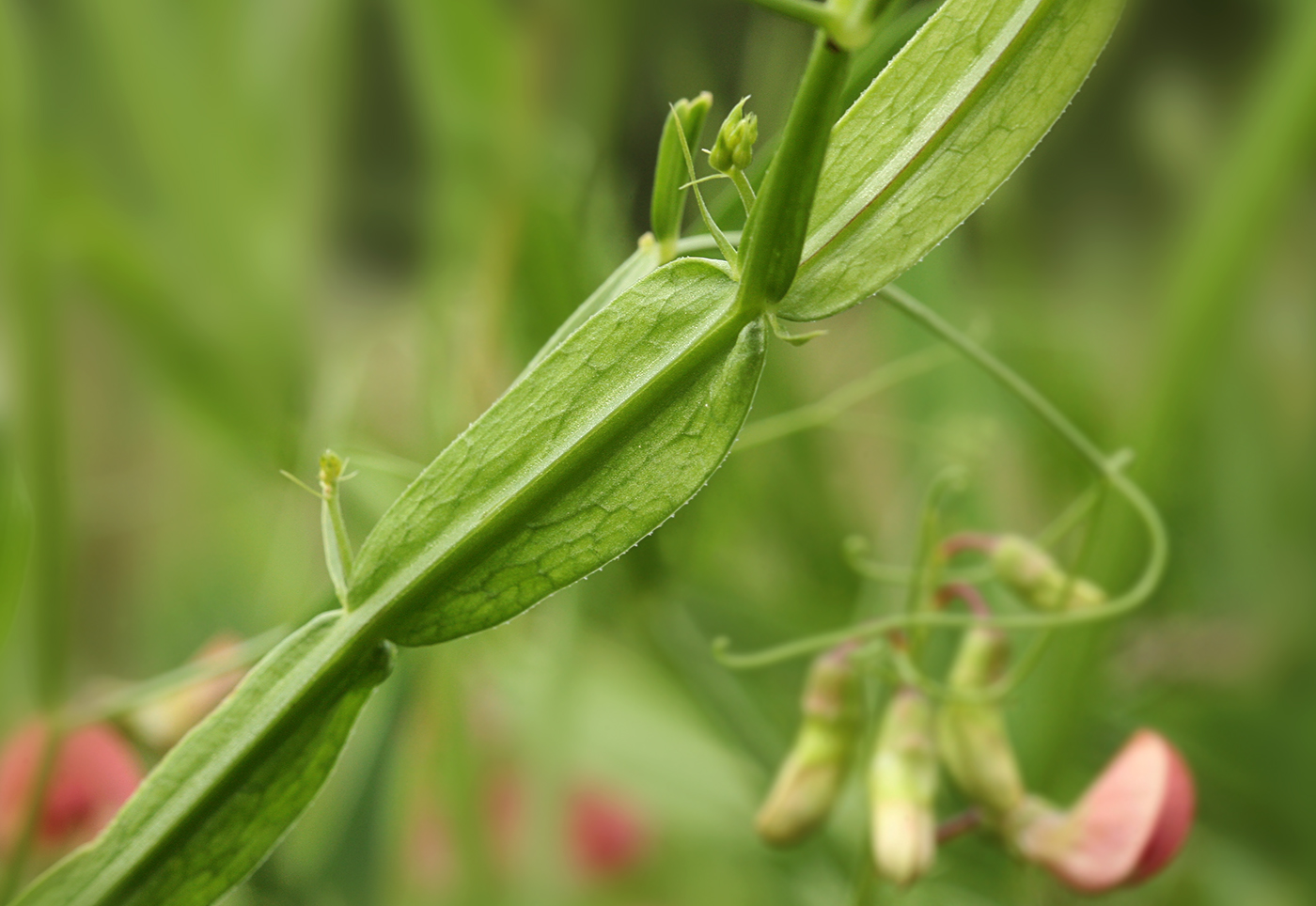 Изображение особи Lathyrus sylvestris.