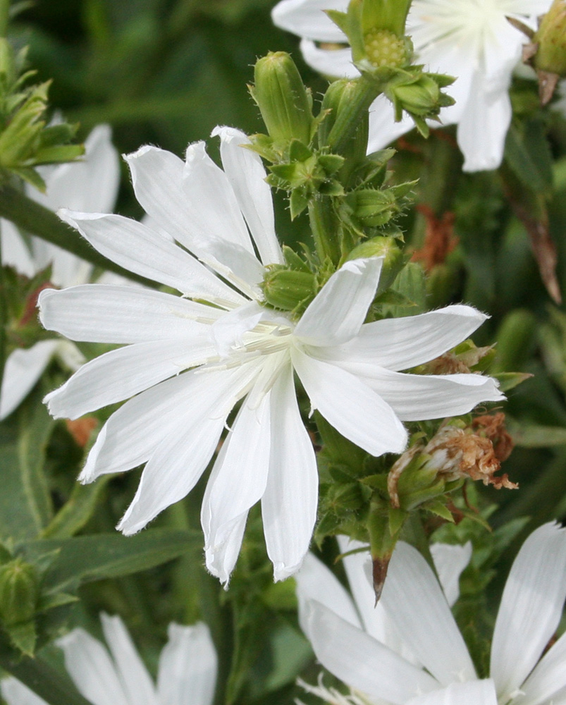 Image of Cichorium intybus specimen.