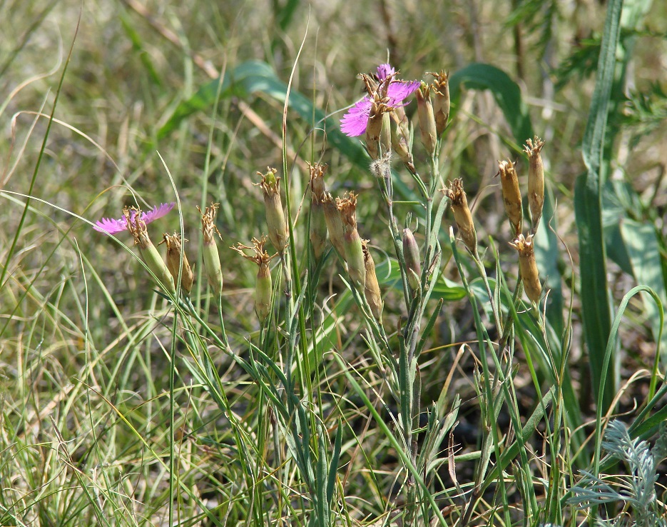 Изображение особи Dianthus versicolor.